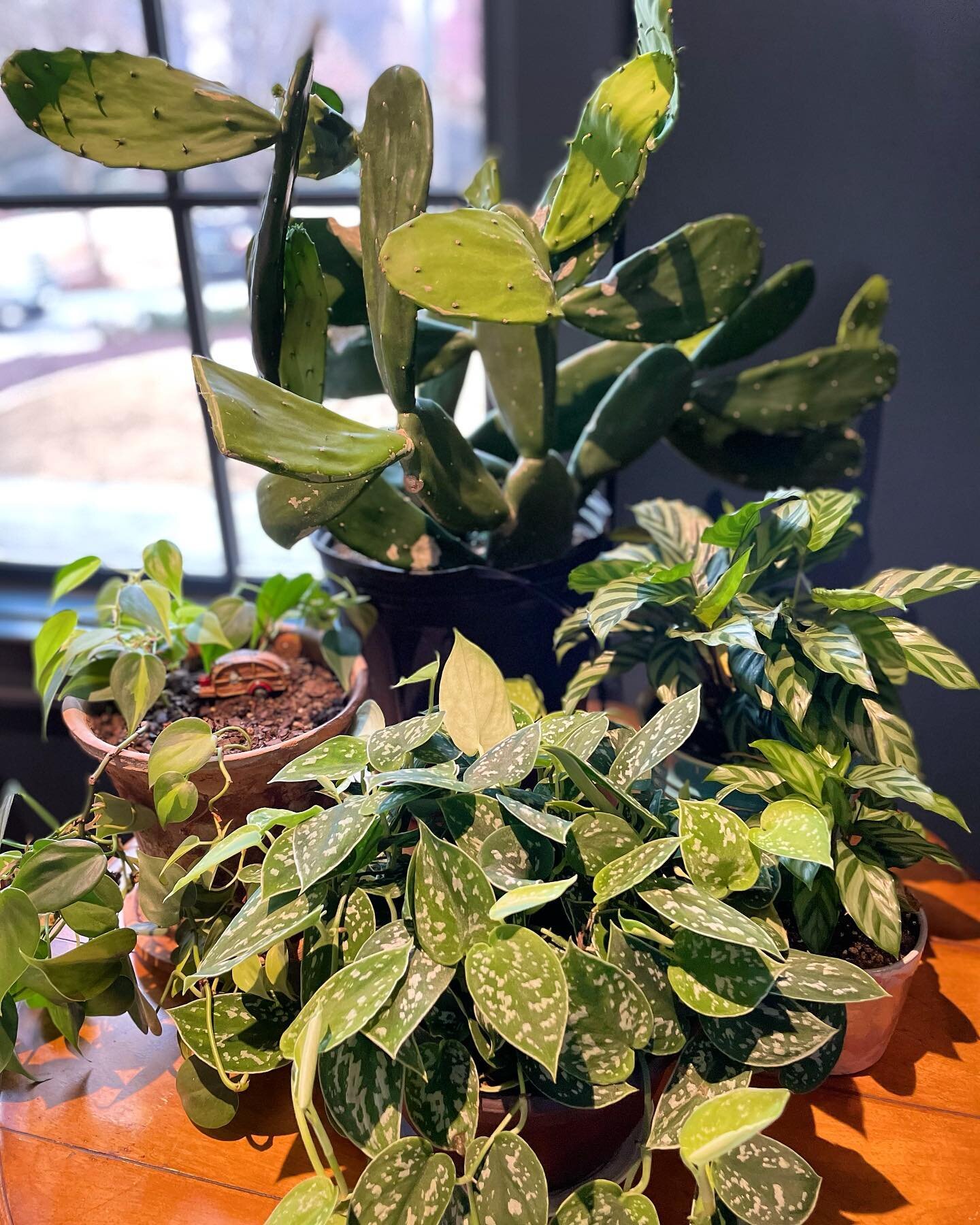 Chocolates and roses are great, but my Valentine spiked things up this year with a perfect prickly, spotted gift from @bradfordbotanicalco! 

The prickly pear cactus and the silver satin pothos made for the perfect additions to our indoor plants. We 