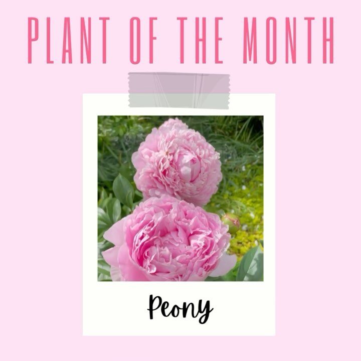 April showers bring May flowers! We sure are thankful for the rain that brings us these blooms. This month we feature one of our favorite flowers! This stunning flower&rsquo;s bloom is short lived so be sure to bask in its beauty while you can. Peoni