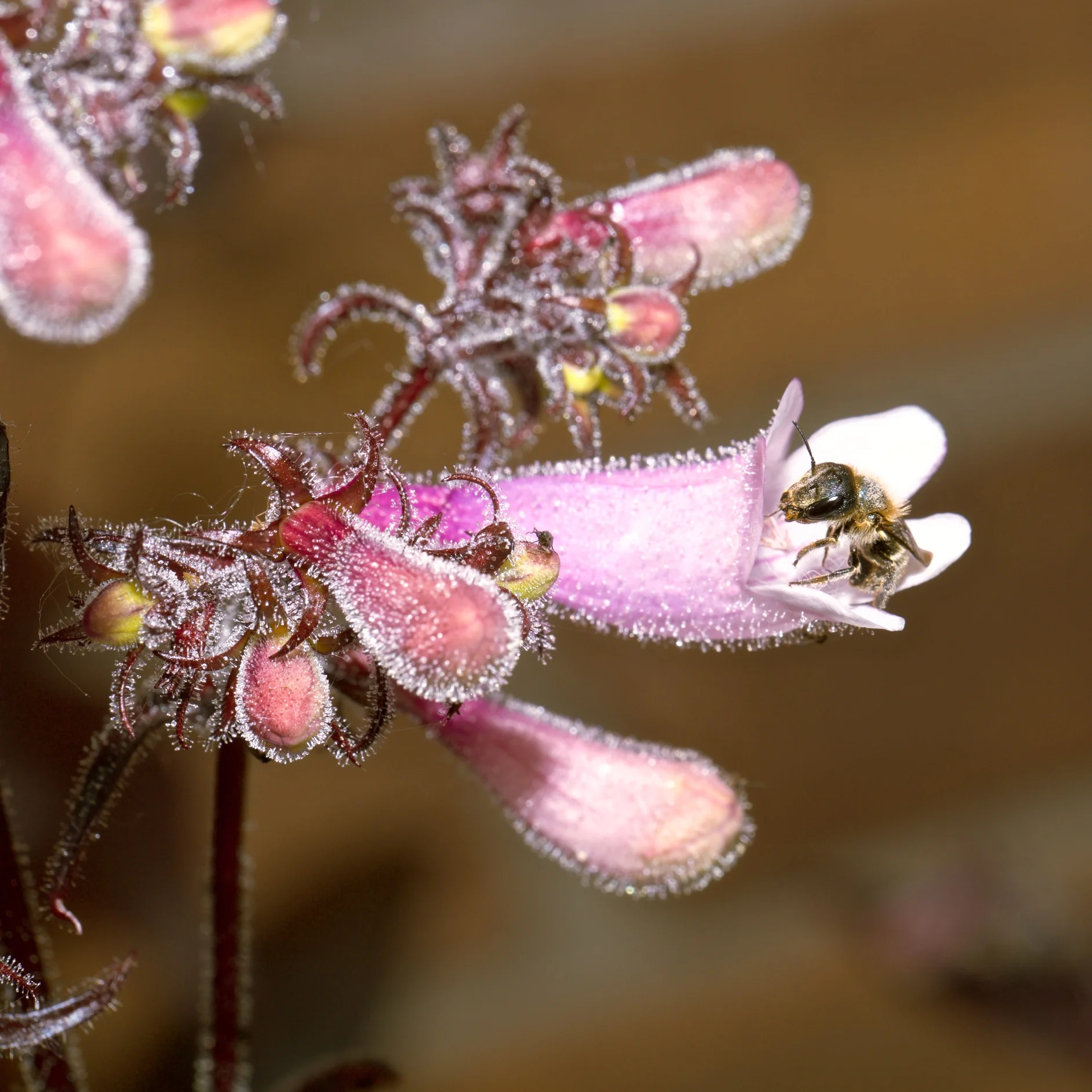 I took this in Brighton, Ontario. My in-law's, Bill and Sue, have an amazing garden, and the bees were particularly drawn to this flowering plant.