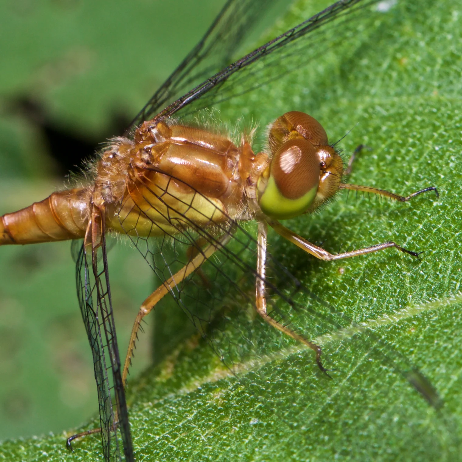 1D6A8229 - Version 2.jpg