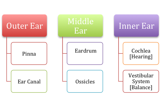 Outer-Middle-Inner.Ear