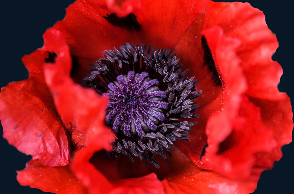 POPPY_edited-3.jpg
