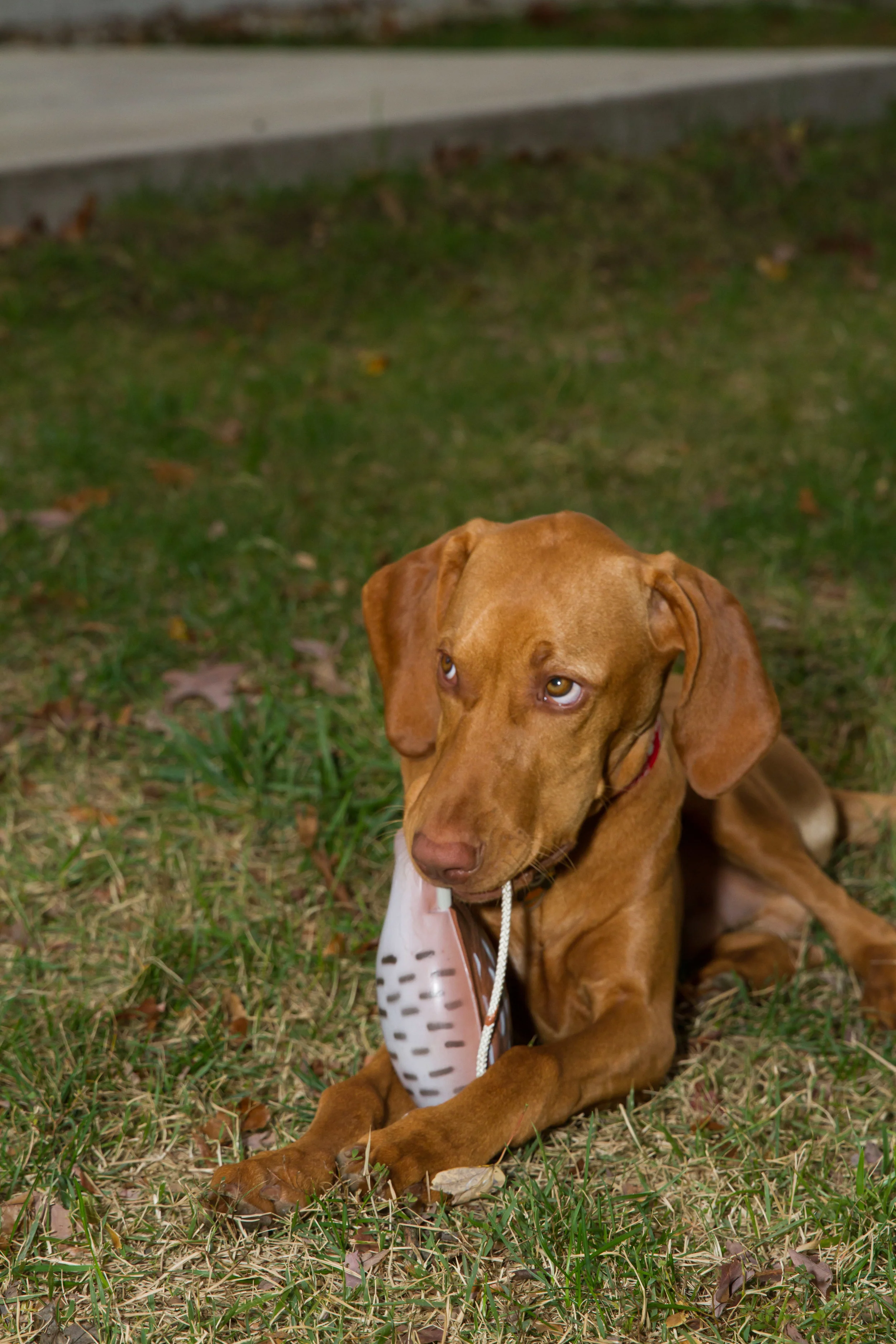 Remi-0328.jpg