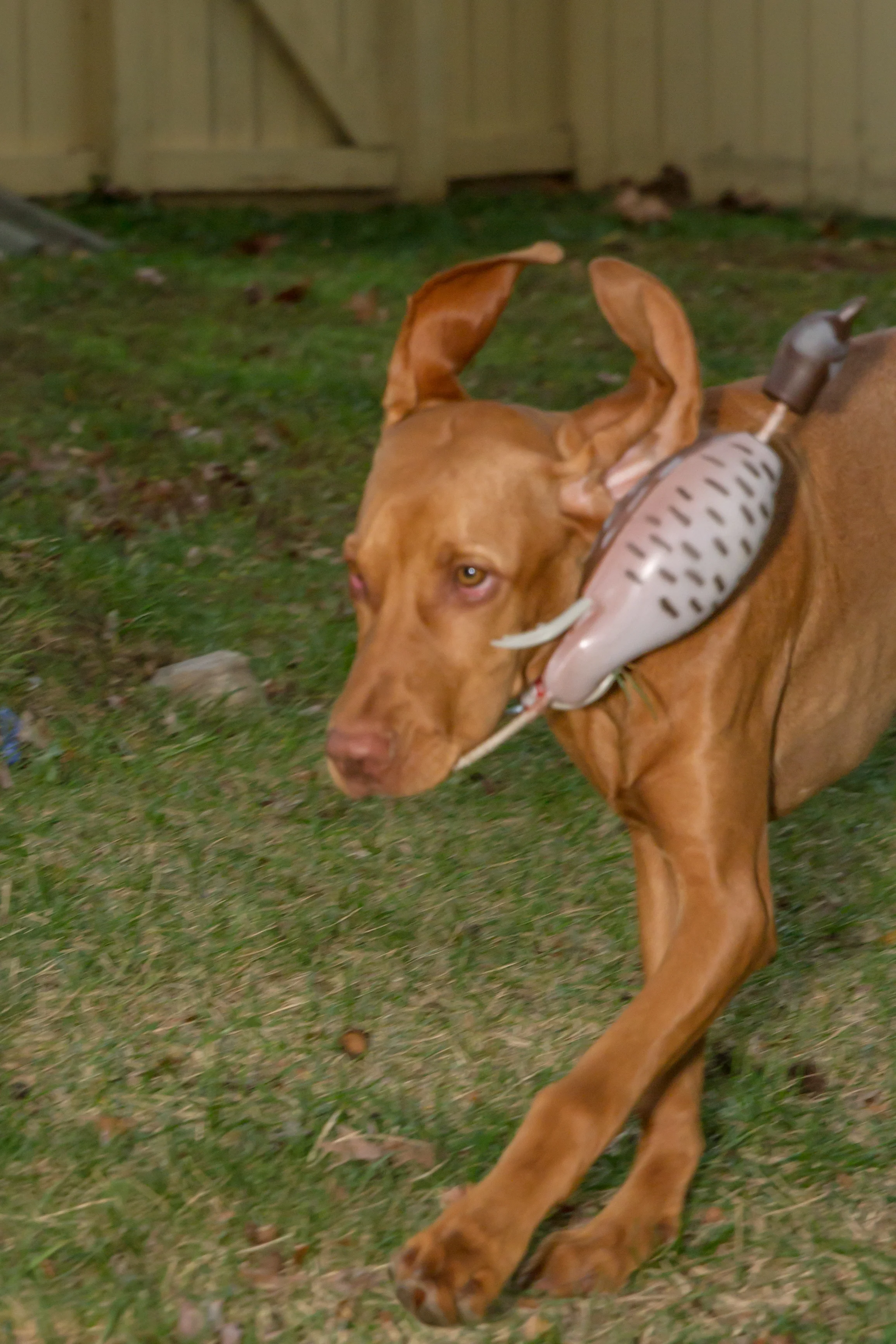 Remi-0330.jpg