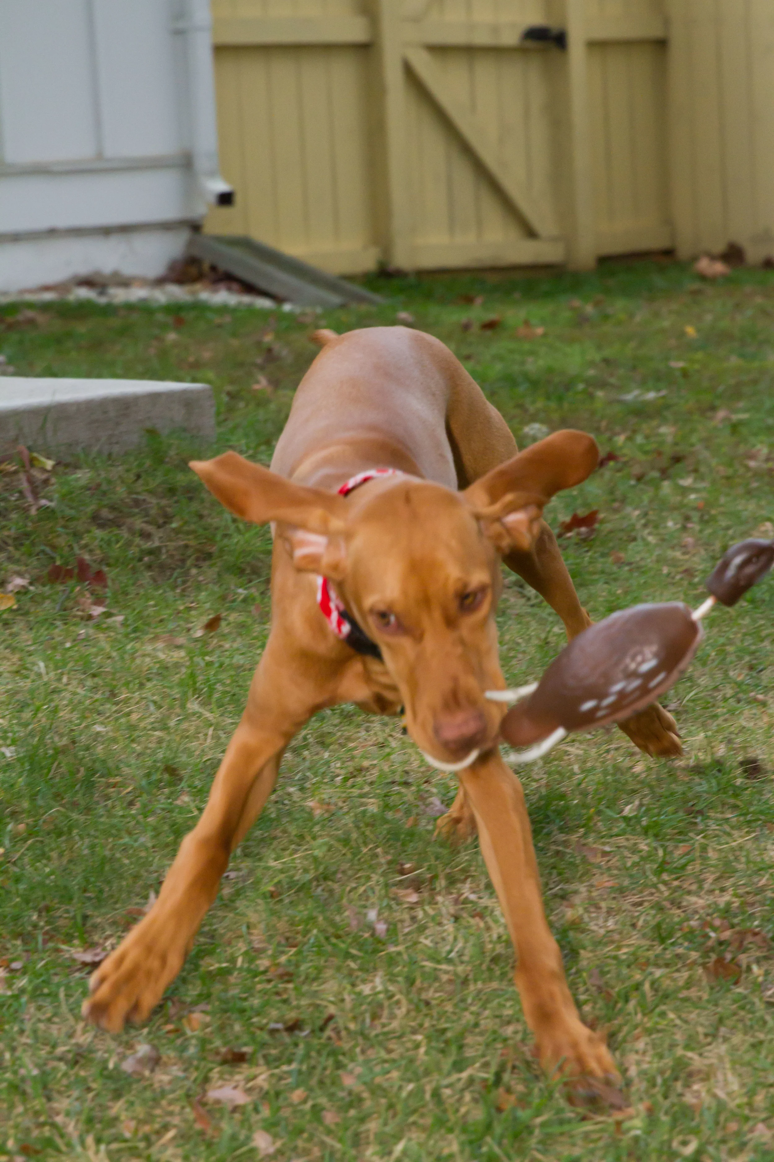 Remi-0331.jpg
