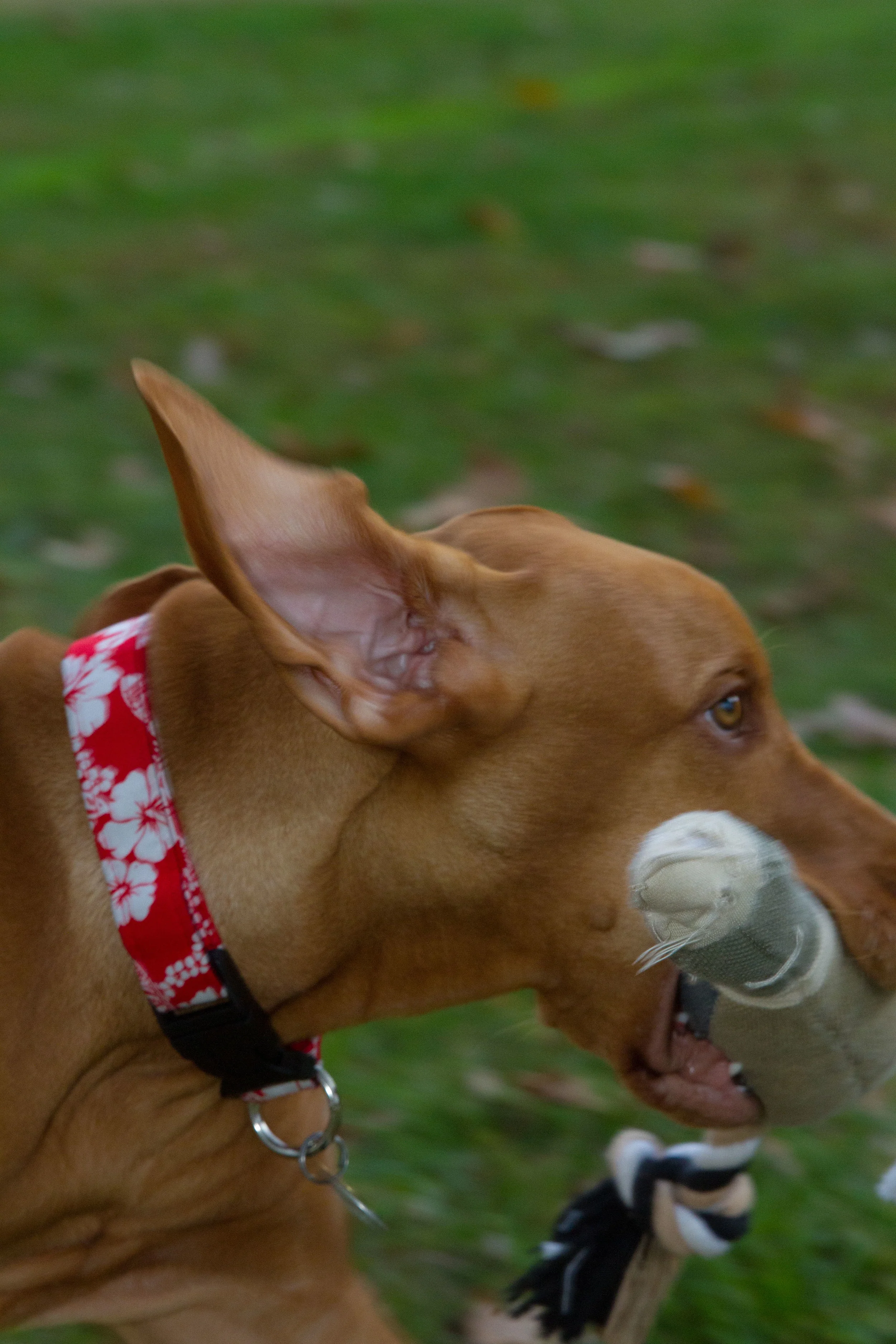 Remi-0345.jpg