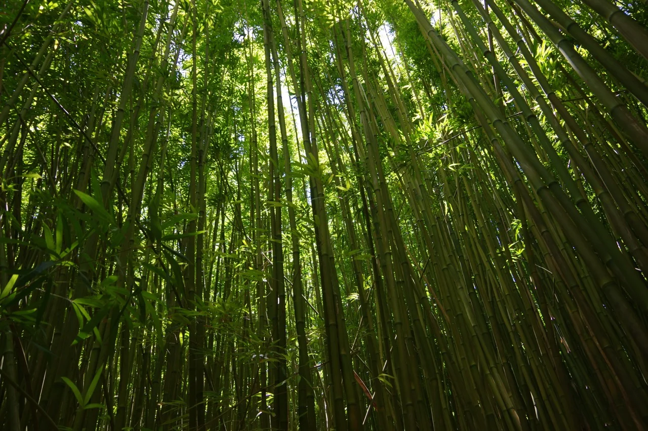 bamboo cover.jpg