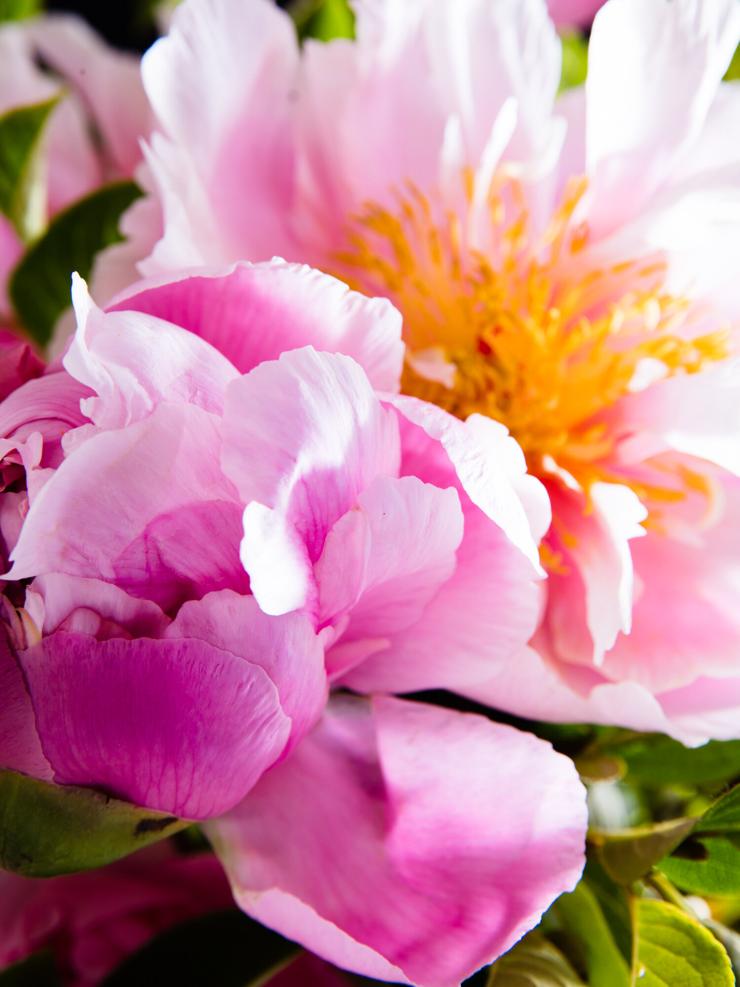 ErinKunkel_Ariella_PalePinkSpringPeony_0016.jpg