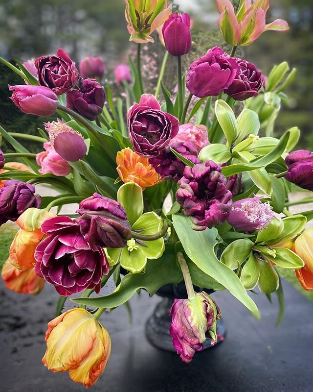 With a cooler than usual spring, tulips are perfection right now in this part of New England. This week my Ariella at Home offering includes 70 New England grown stems of assorted tulips. Make one big juicy tulip explosion or many small arrangements.