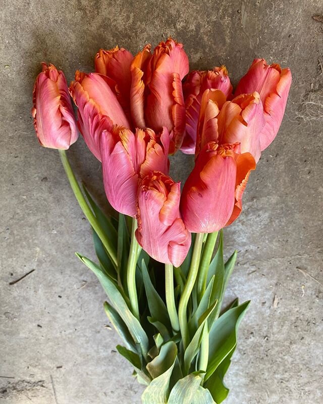 Such an adventure assembling hundreds of beautiful New England grown tulips, packing them with no plastic! and sending them on their way. Big thanks to those of you who ordered a box. 
As always, deep respect and admiration for the growers:
@renaissa