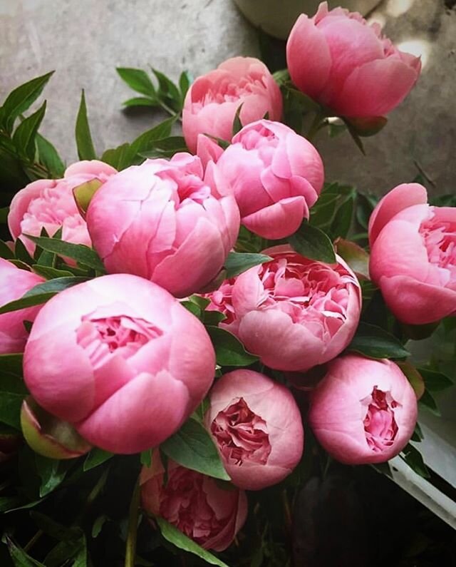 We are fast approaching peony season here in the Northeast. Stay tuned for some seriously luscious box offerings in the coming weeks. Pictured here #zonneveldfarm #etchedsalmon peonies