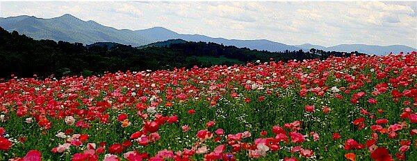 Blue Ridge Travel to host Wedding/Travel Adventure Show