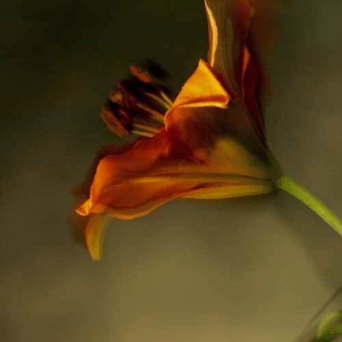 flowersp0030.jpg