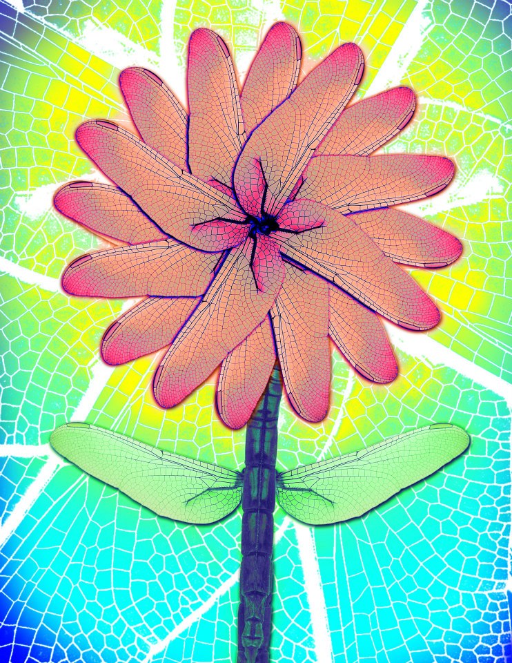 Dragonflower