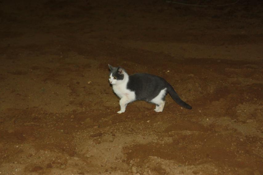 Barn cat! Every time we visit, there's a new kitty to see!