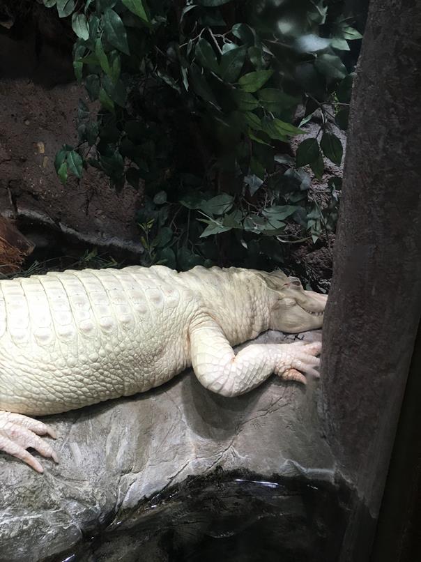 Albino alligator...who knew?