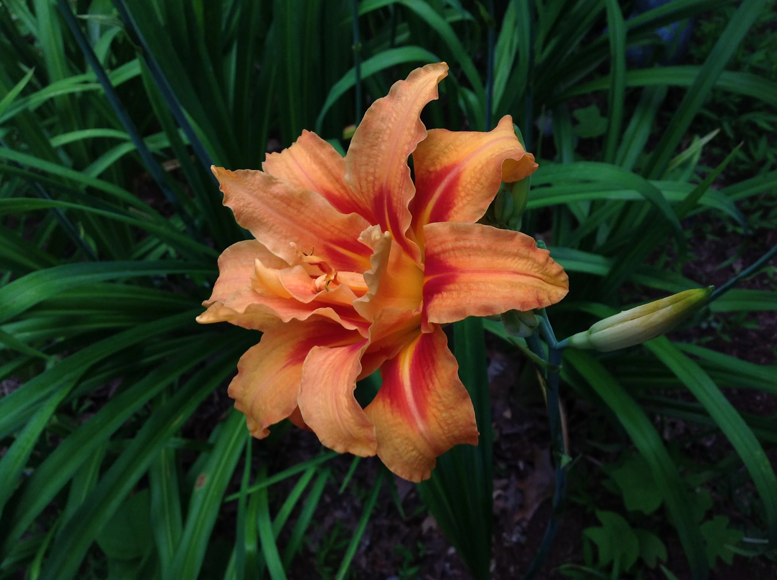 June Lily.JPG