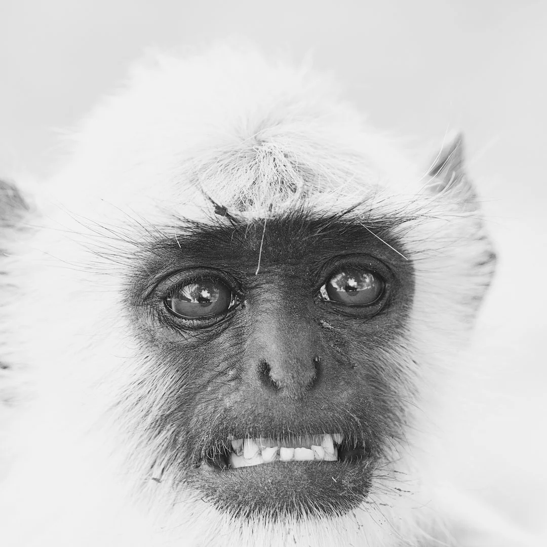 Part II: The Monkey Mind & More BS