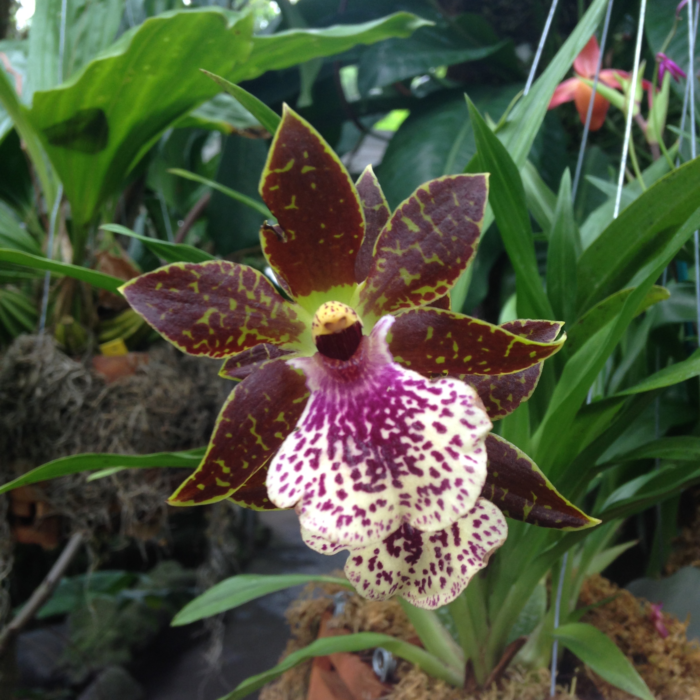 Orchid Mania 2015