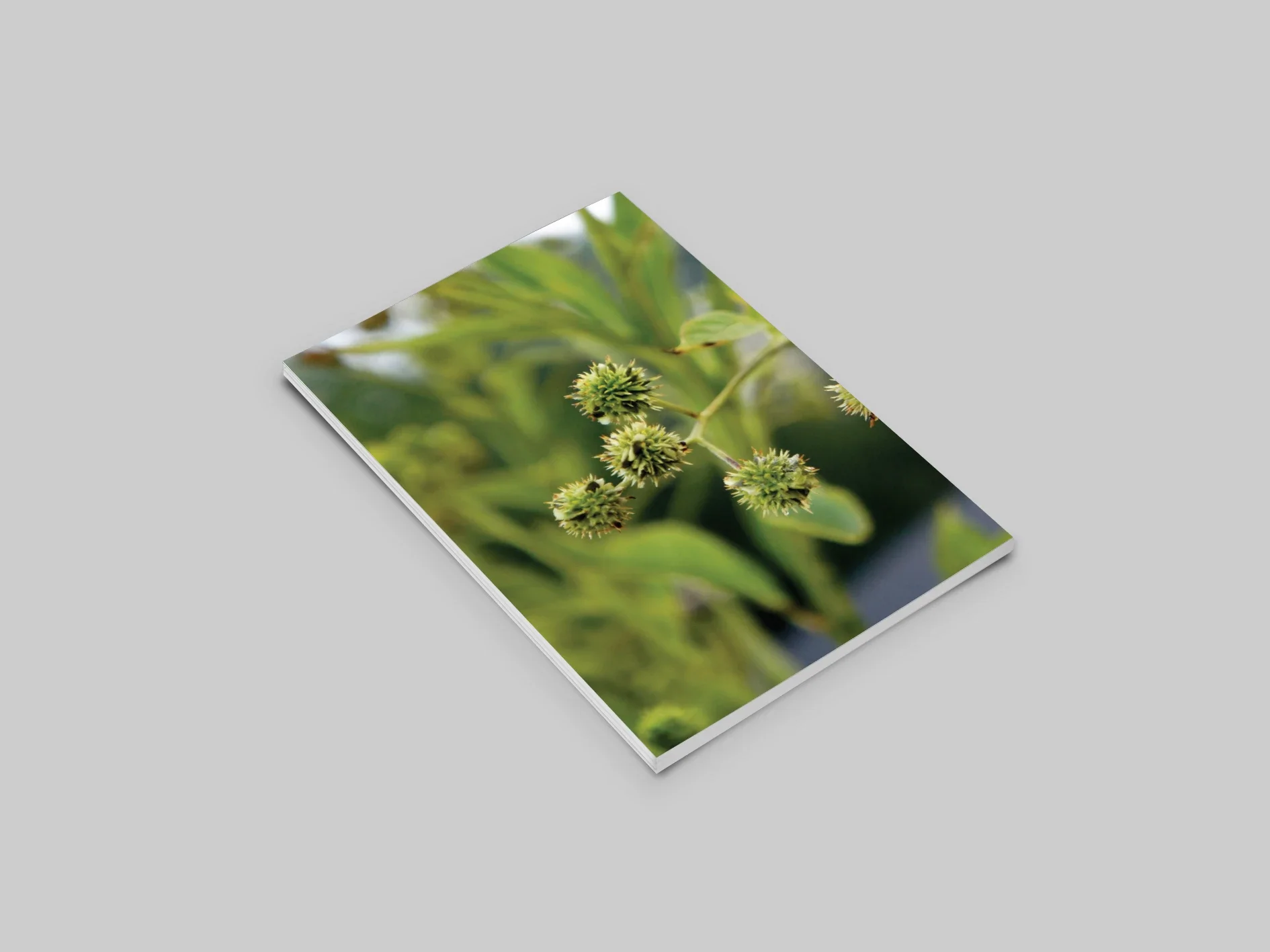 c7264367765693.5b456fa63f12e.png.webp