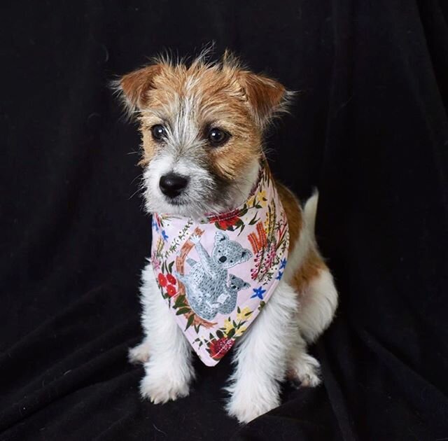 This is one of my favourite images. This Jack Russell Terrier from @river_littlemissotis is sitting pretty in my Koala Floral print which has been cleverly made into a doggy bandana #jackrussellterrier #koala #dogbandanas fabric at @spotlightstores