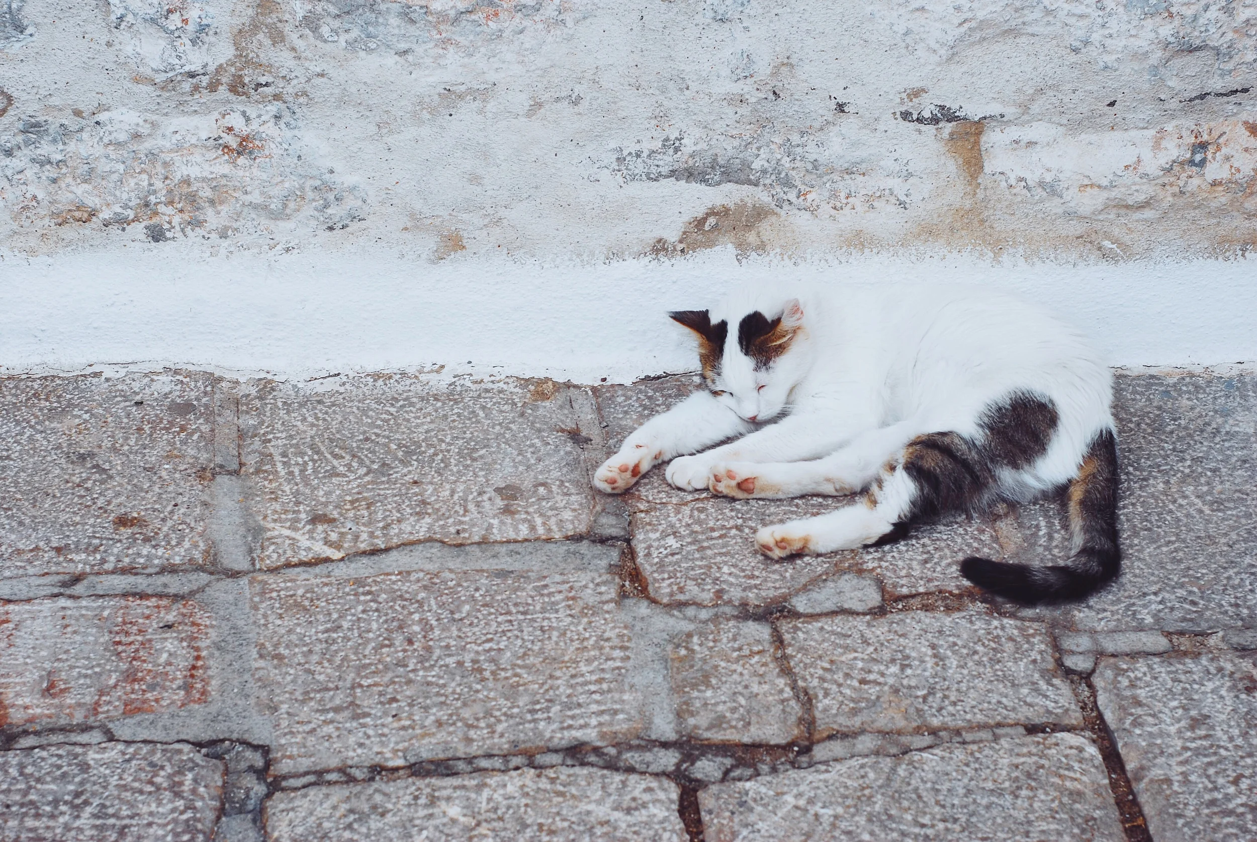 Cats, donkeys, and horses everywhere. 