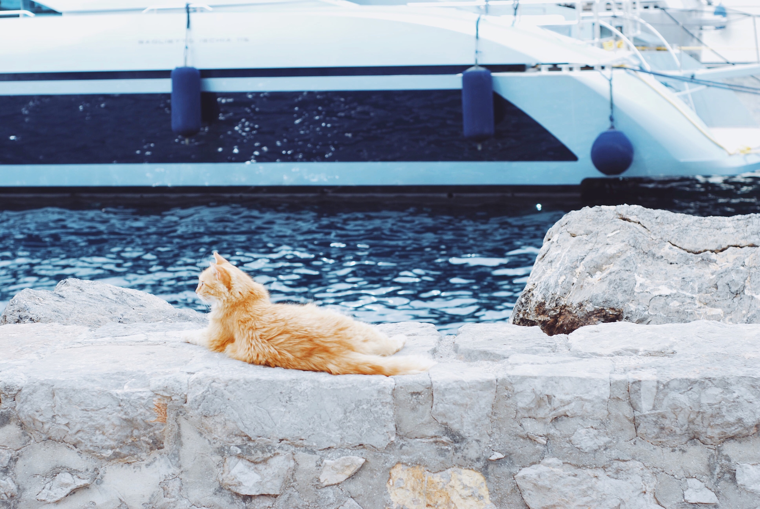 An island where animals rule. 