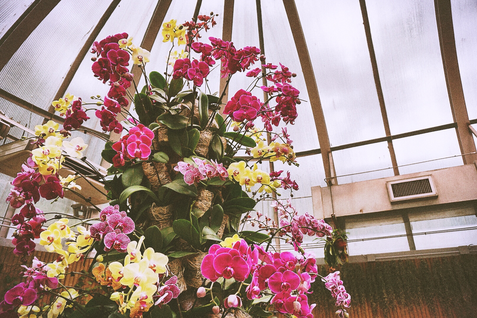 The Orchids greenhouse at the Hong Kong Botanical Garden.