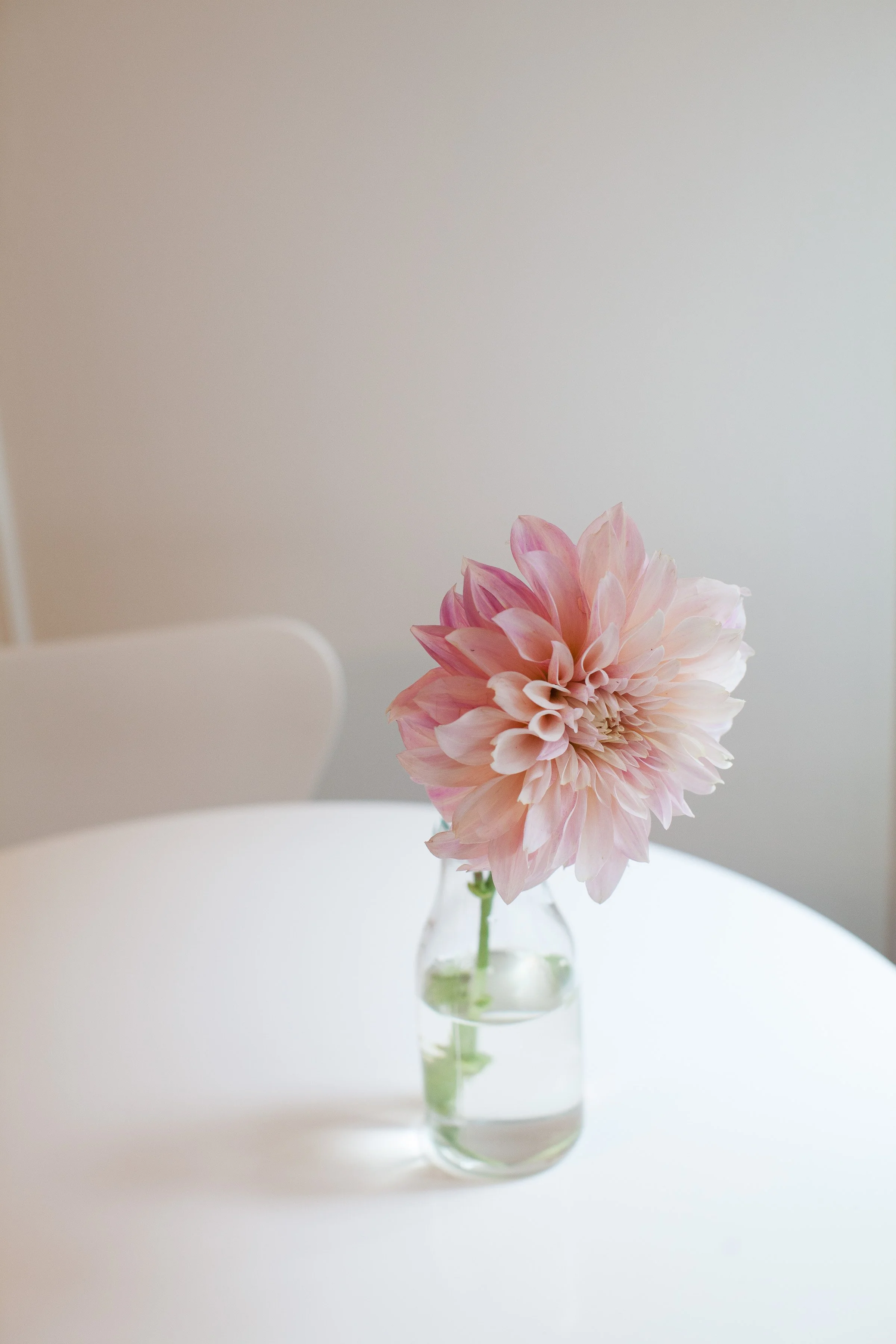 dhalia.JPG