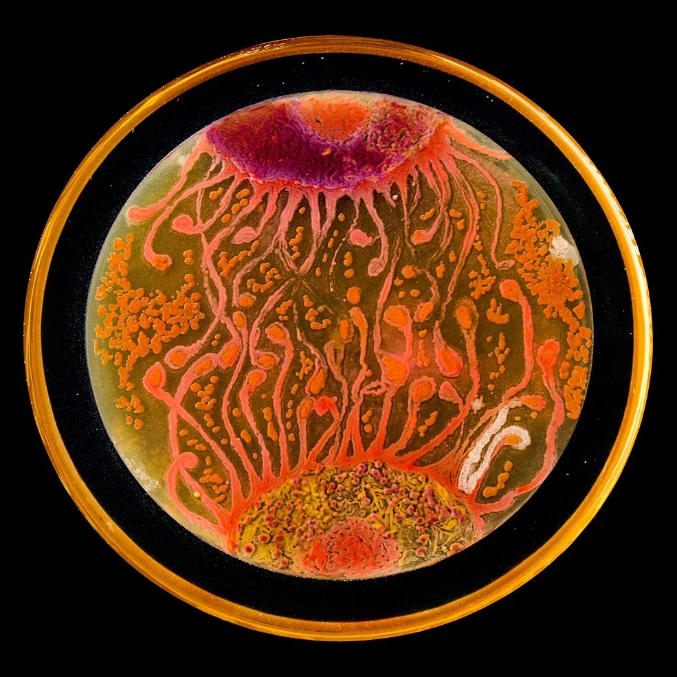 CelltoCell.jpg