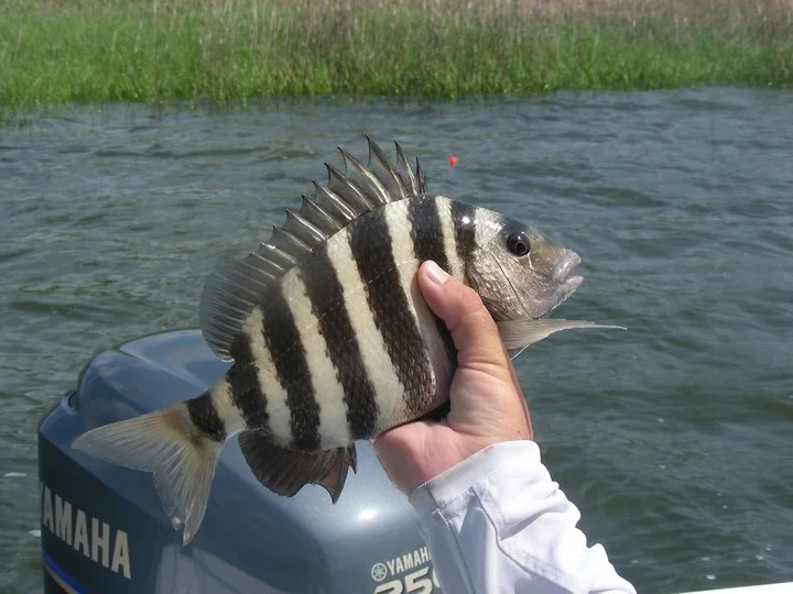 sheepshead.jpg