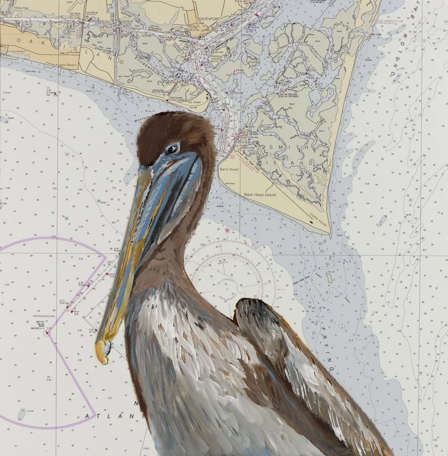 brown pelican bald head web .jpg