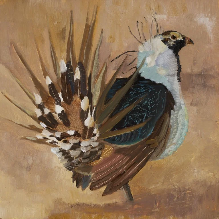 AmandaMcLenon_SageGrouse_12x12_oil_2026012_web.jpg