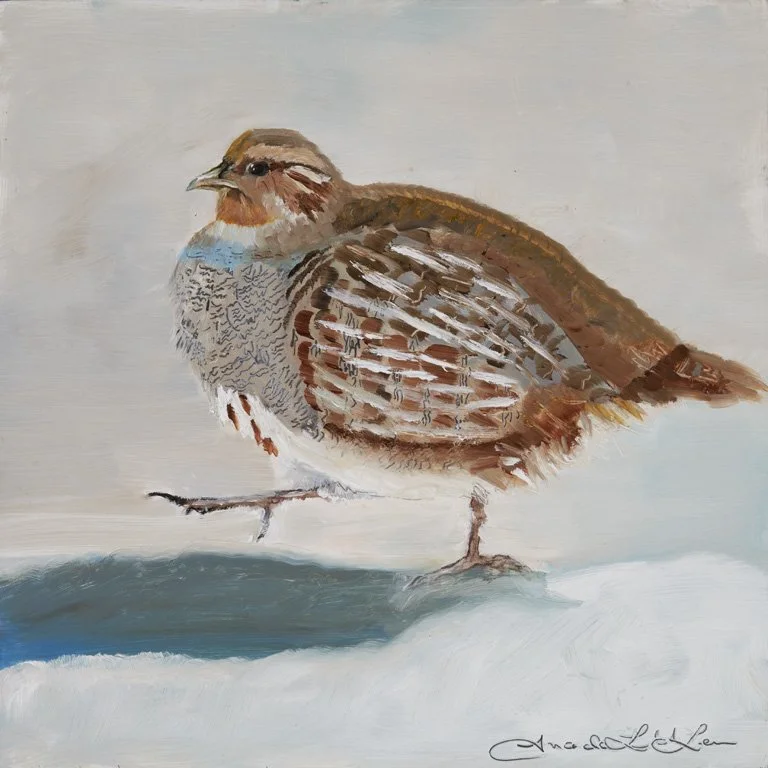 AmandaMcLenon_GrayPartridge_12x12_oil_2026013_web.jpg