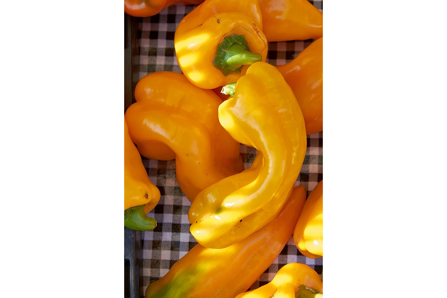 brian-wetzstein-peppers-001.jpg