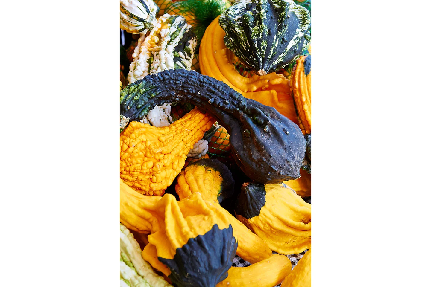 brian-wetzstein-squash-001.jpg