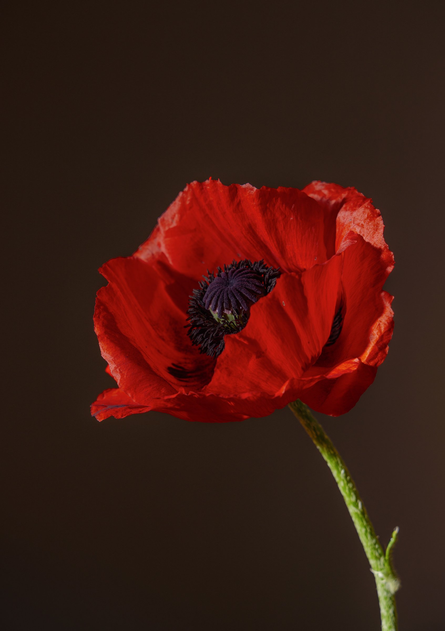 Flower_Power_49640037.jpg