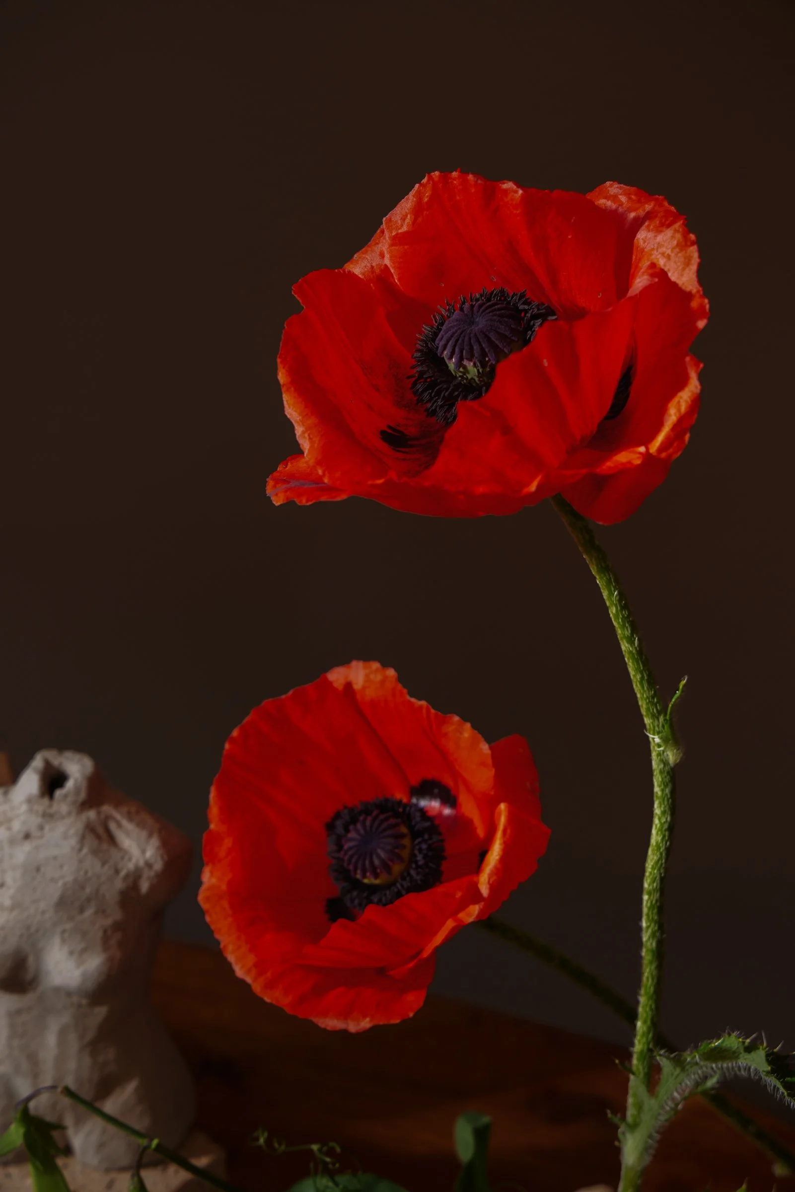 Flower_Power_49760039.jpg