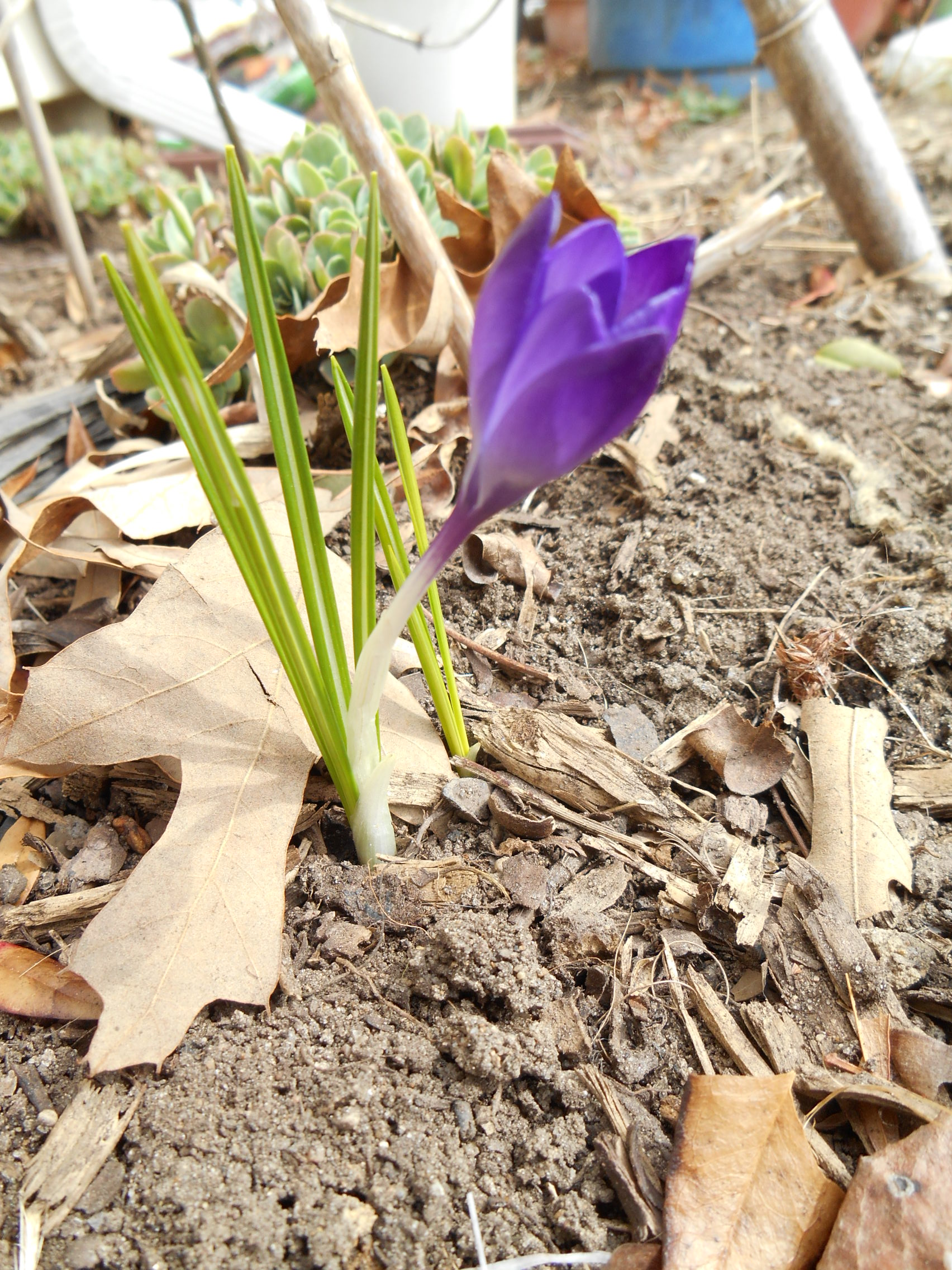 How did these crocus bulbs escape the squirrels?
