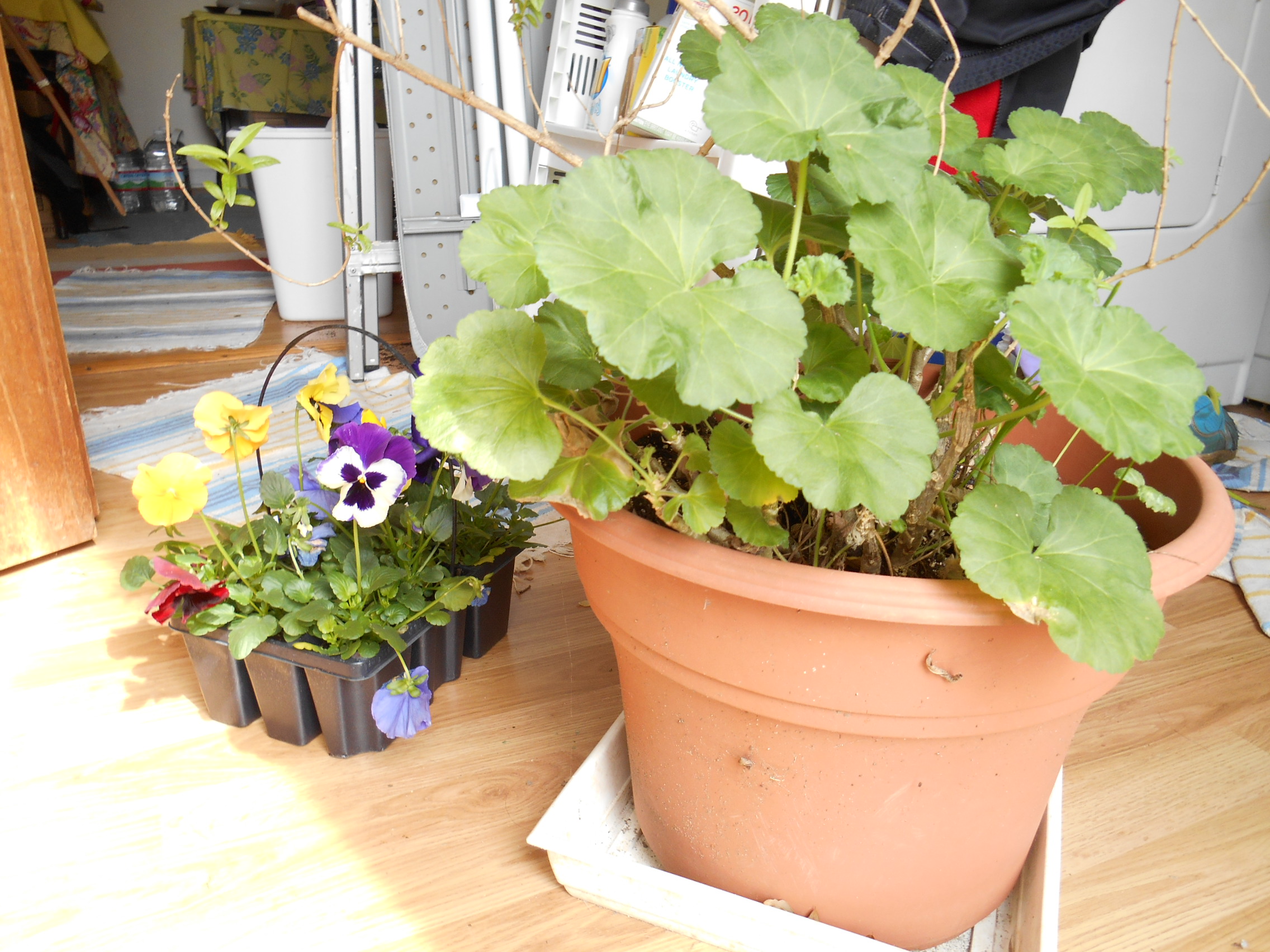 Pansies standing by to be planted by front and back doors ..geranium and lemon verbena overwintered - not going outside for another month though!