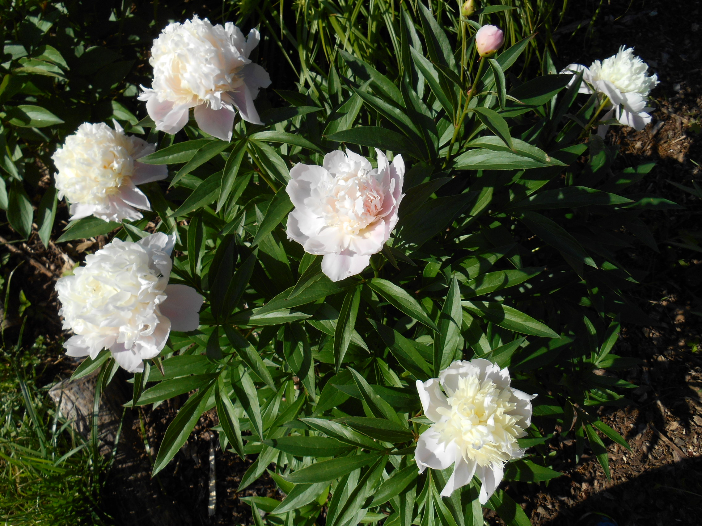 White peonies May 25 _14 002.JPG