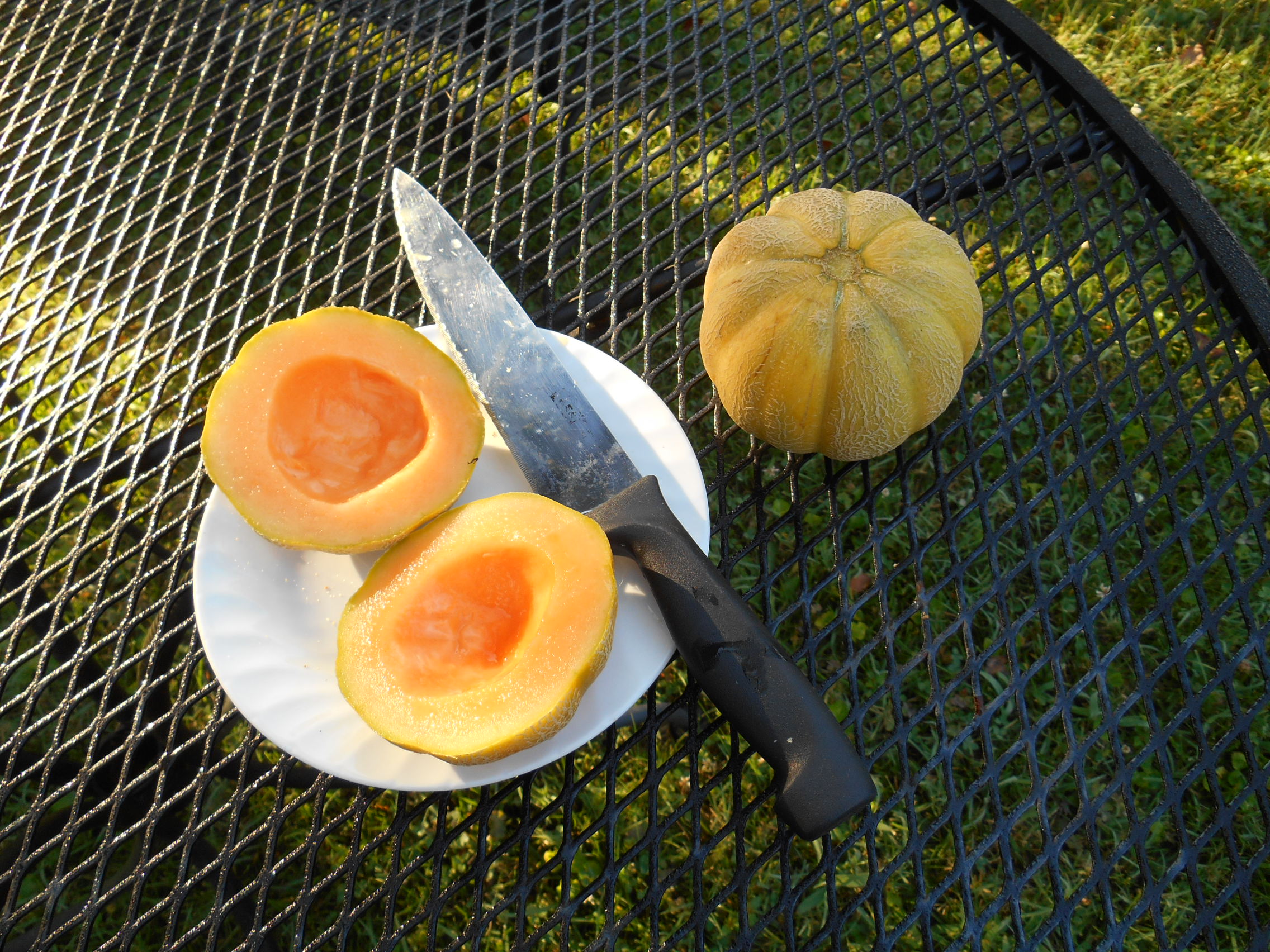 In March I bought a little packet of seeds from Weeks Seed Company, Greenville SC - at our local Farmers Coop. "Minnesota MIdget Cantaloupe" ... and found 2 perfectly ripe tiny golden fruit under the flourishing green vine last evening. My kitchen is filled with the perfume this morning ...delicious. Saving the seeds, and hope they come true next year!