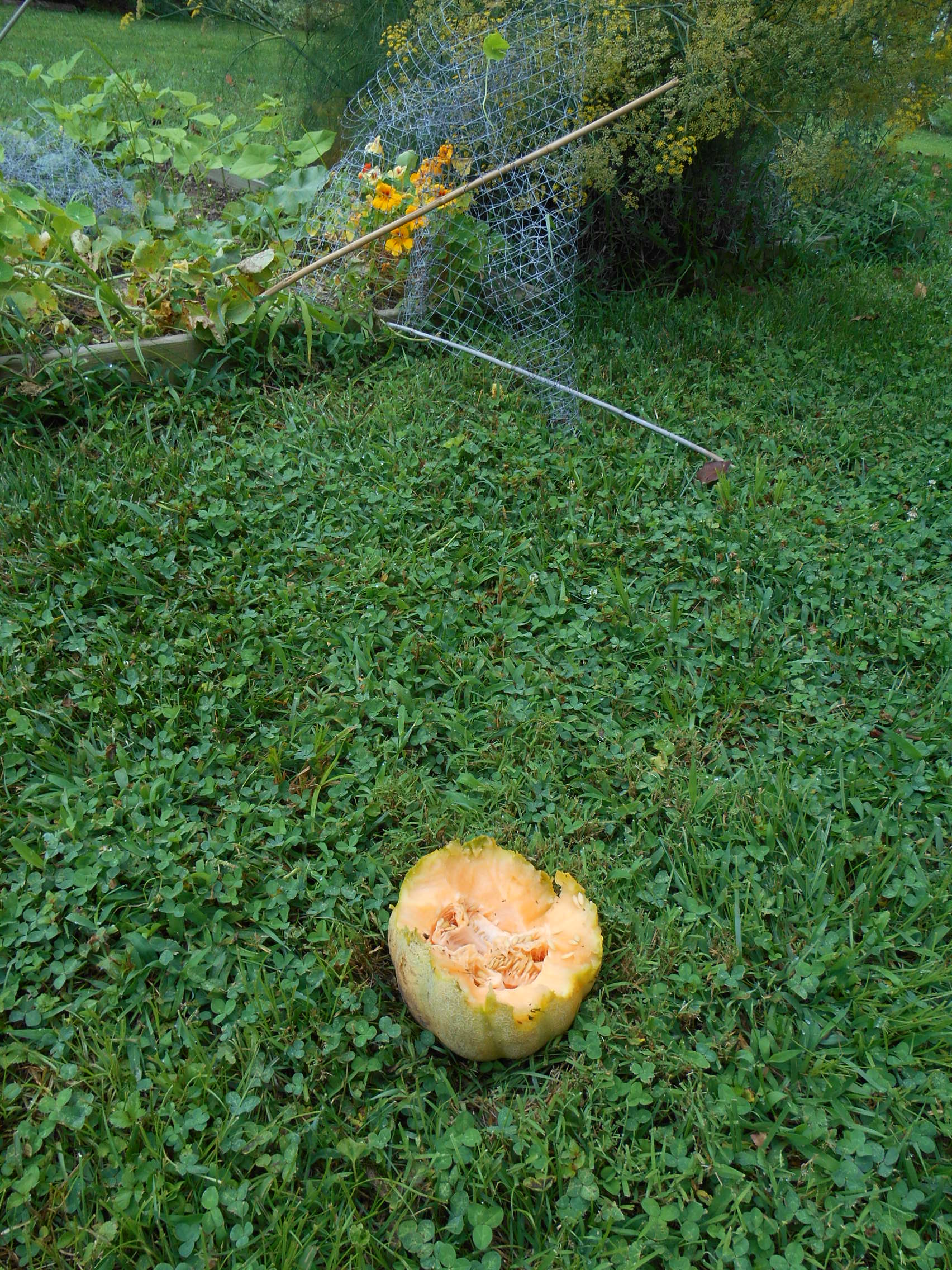 Looking forward to eating this cantaloupe today - my giant Groundhog got there first before dawn ...shouldering aside the canes, netting ... and discarding half of the luscious fruit, after eating his fill ....
