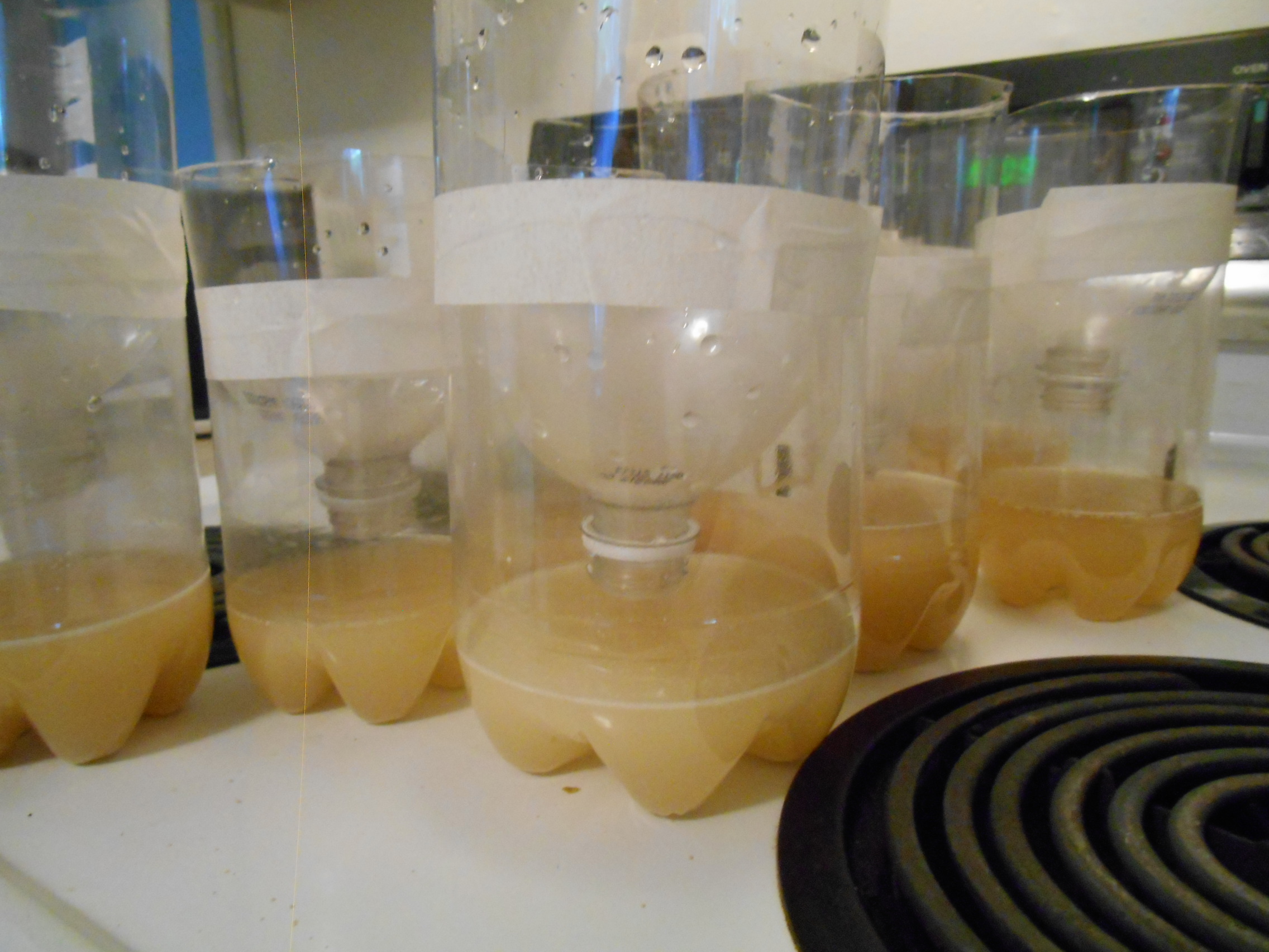 Will this work? pinch of yeast and 2 tsps. brown sugar in 2/3 cup warm water. Seltzer bottles strategically placed at front and back doors, and around the garden table! Let's see! The little tiny biting ones are the worst !!!
