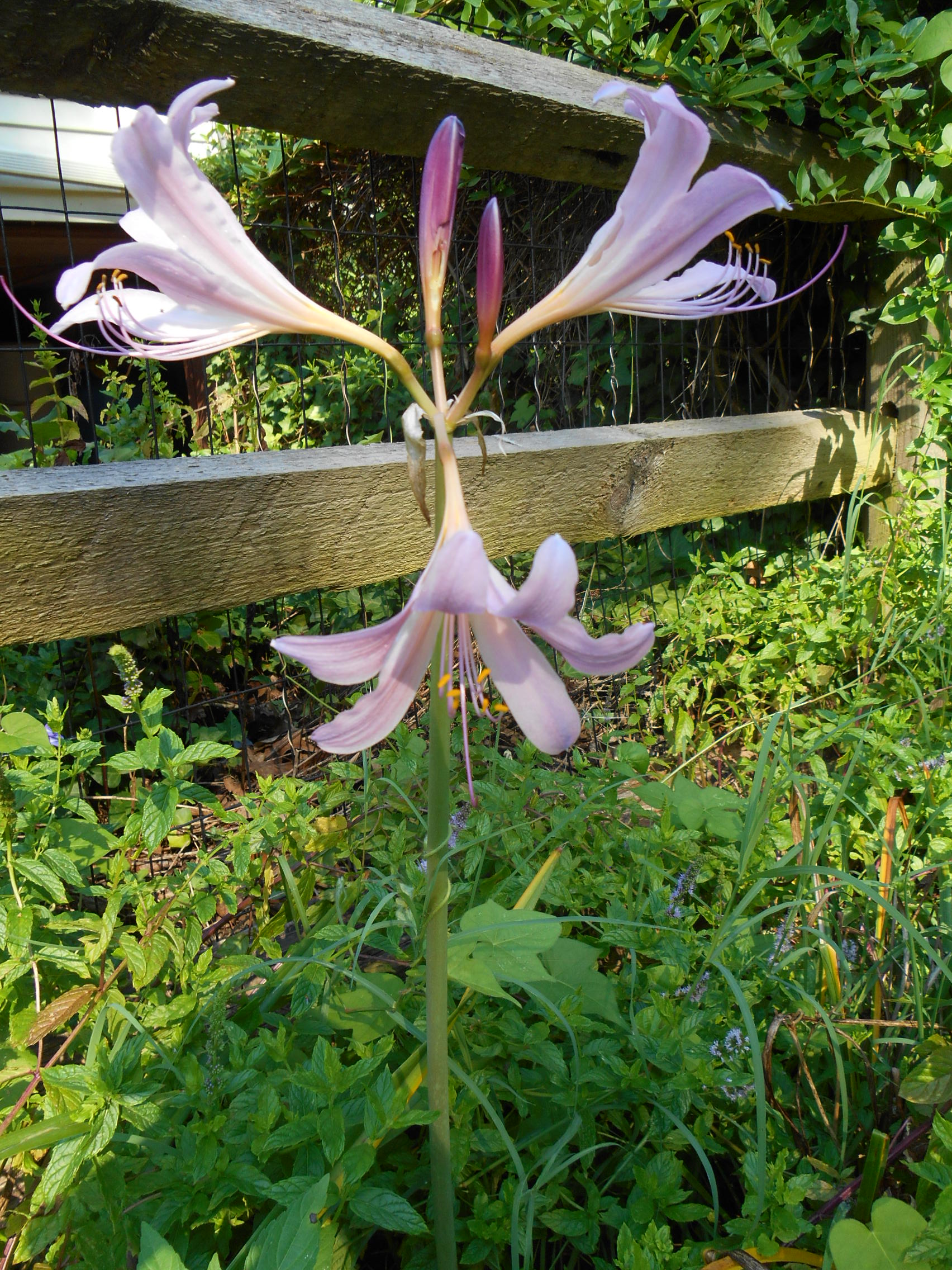 Lycoris August 004.JPG