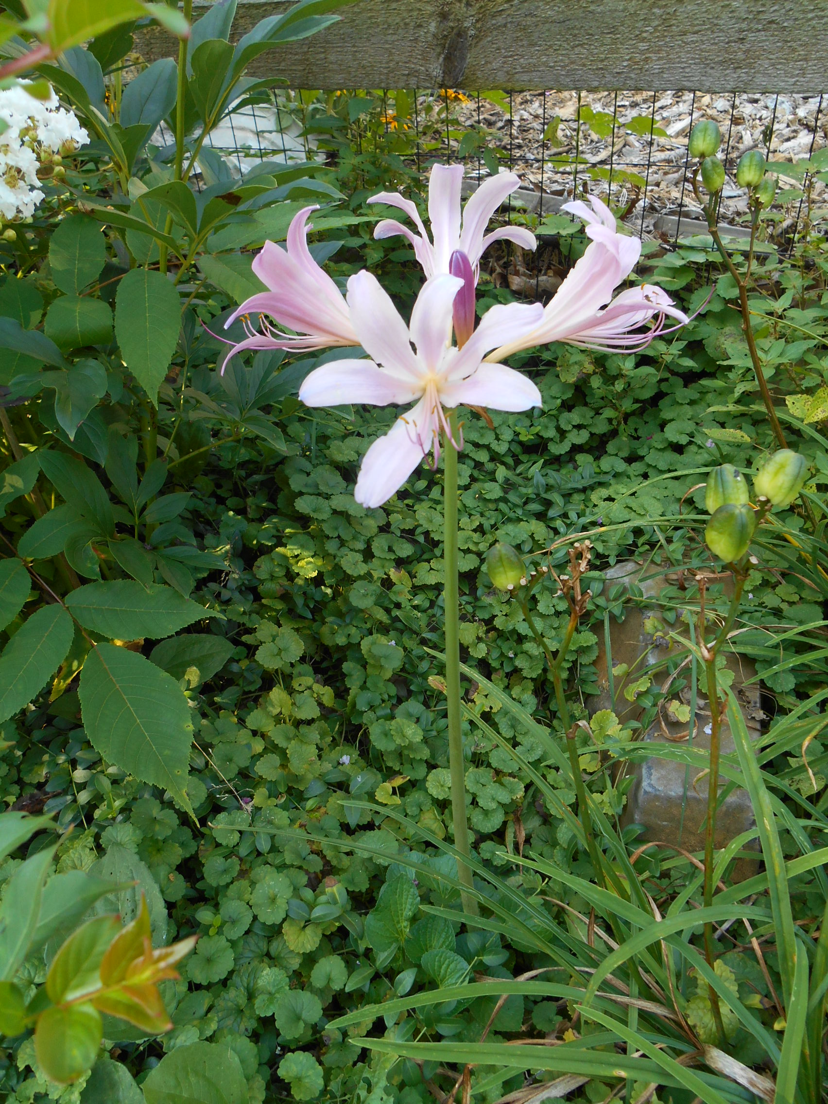 Lycoris August 005.JPG