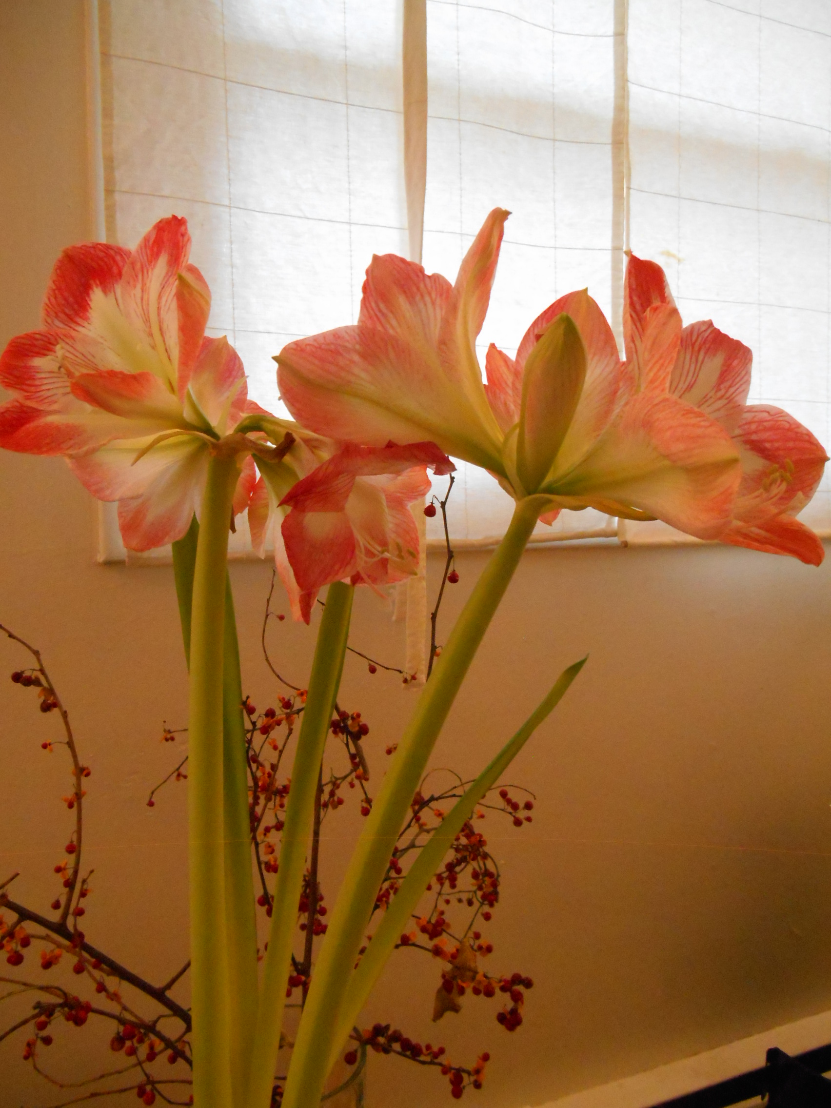 Amaryllis jan 2016 002.JPG