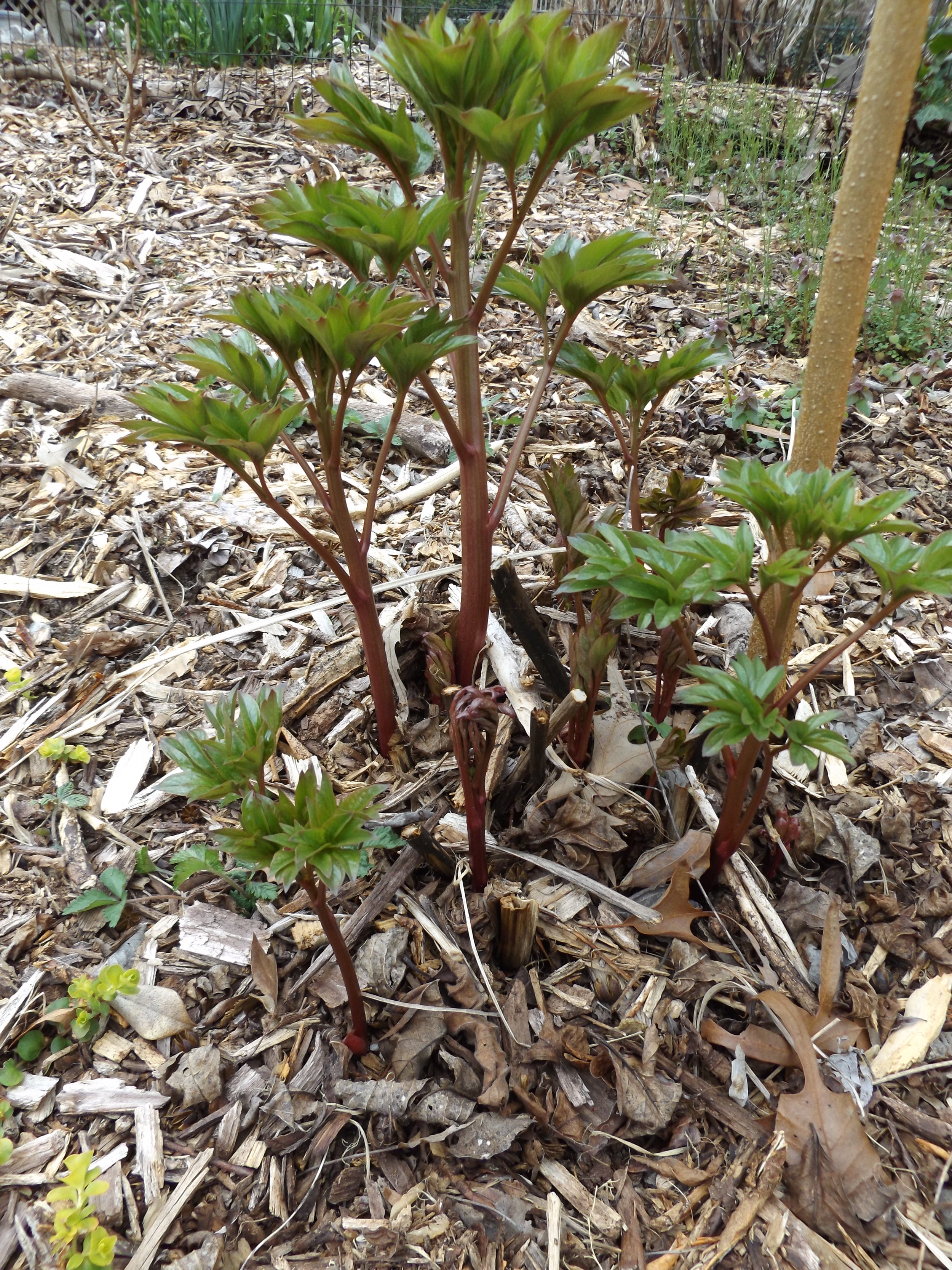 The earliest peony ....