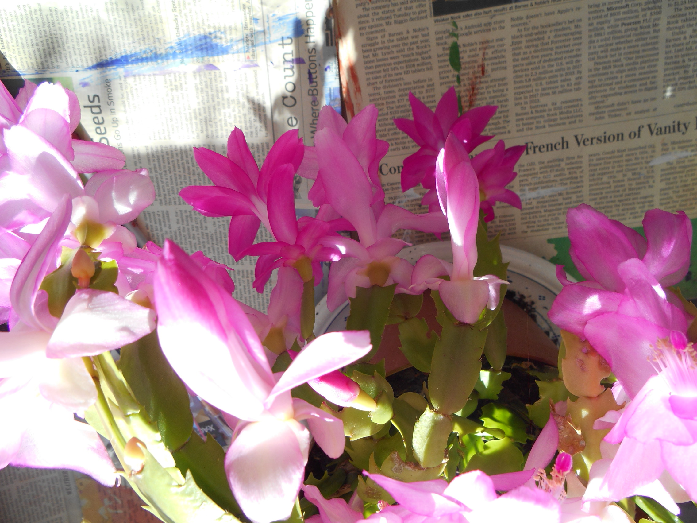 Christmas cactus 005.JPG