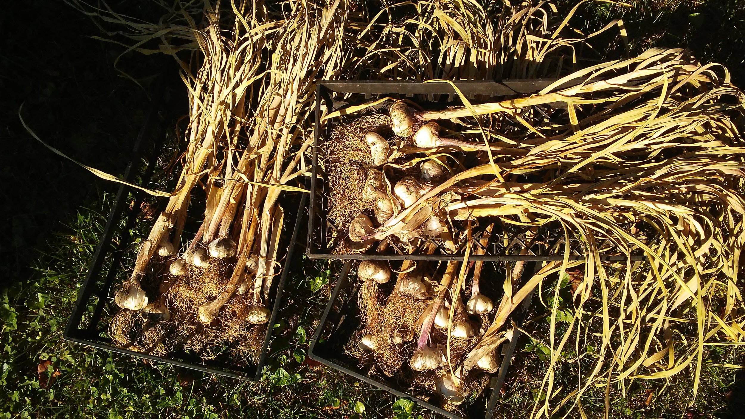 Garlic Harvest June 2017 002.jpg